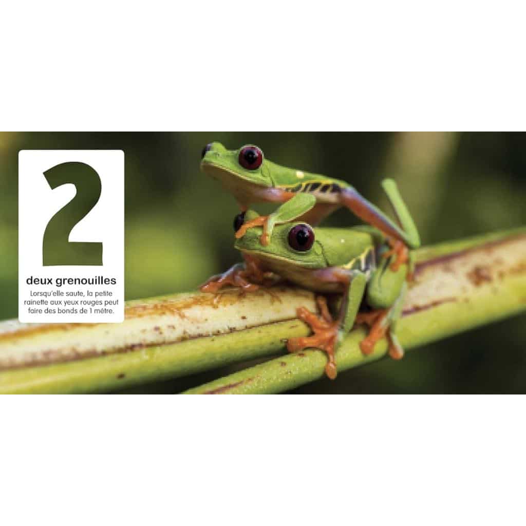 Livre Mon premier imagier des animaux “CHIFFRES” – Image 3